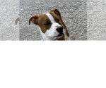 Small #2 Boxer Mix