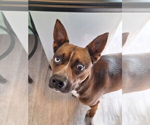 Brat Dogs for adoption in The Woodlands, TX, USA