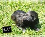 Small Photo #6 Shih Tzu Puppy For Sale in MOUNTAIN GROVE, MO, USA