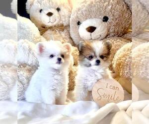 Pomeranian Puppy for sale in THONOTOSASSA, FL, USA
