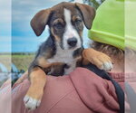 Small #4 German Shepherd Dog Mix
