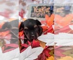 Small Photo #62 Yorkshire Terrier Puppy For Sale in AKRON, OH, USA