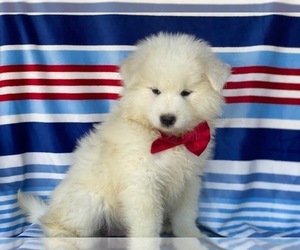 Samoyed Puppy for sale in LANCASTER, PA, USA