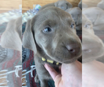 Small Photo #7 Labrador Retriever Puppy For Sale in HADLOCK, WA, USA