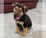 Small Photo #15 German Shepherd Dog Puppy For Sale in BRIGHTON, CO, USA