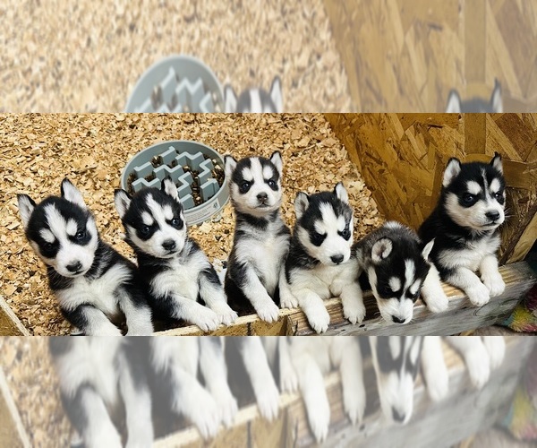 Medium Photo #1 Siberian Husky Puppy For Sale in BERNHARDS BAY, NY, USA