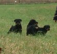 Small Photo #17 Rottweiler Puppy For Sale in VONORE, TN, USA
