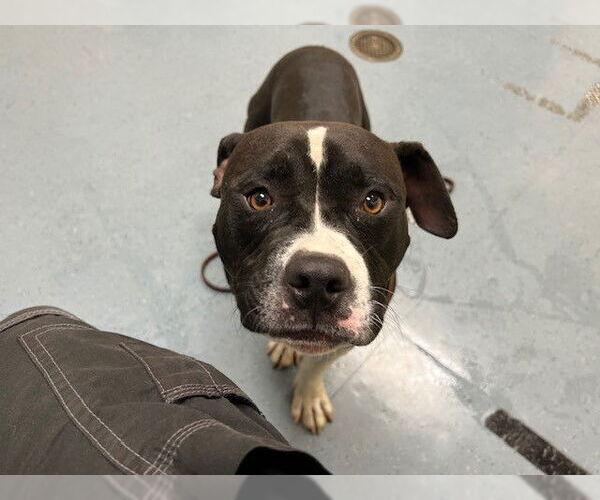 Medium Photo #1 American Pit Bull Terrier Puppy For Sale in Denver, CO, USA