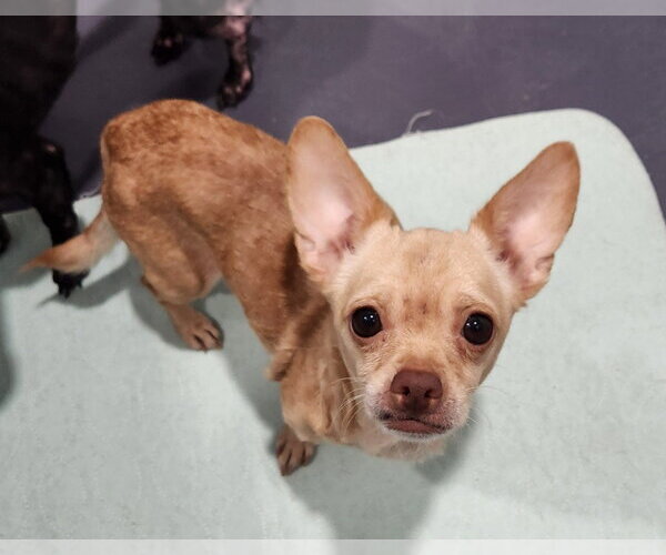 Medium Photo #3 Chihuahua Puppy For Sale in Walnutport, PA, USA