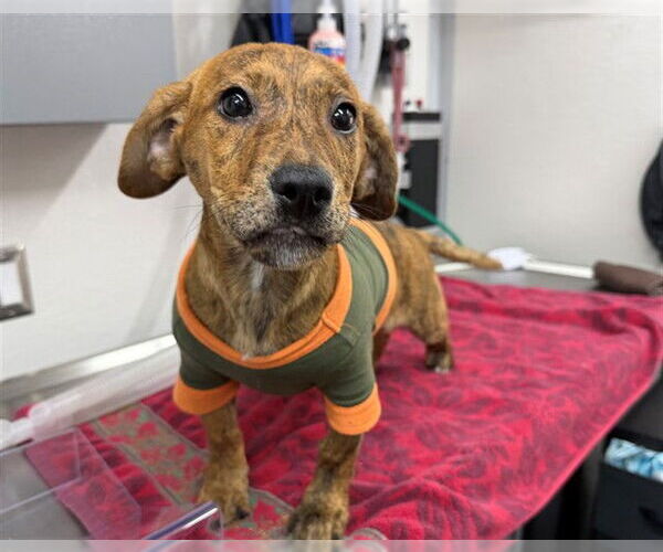 Medium Photo #1 Mutt Puppy For Sale in San Bernardino, CA, USA