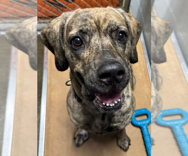 Medium Photo #1 American Pit Bull Terrier-Labrador Retriever Mix Puppy For Sale in Evansville, IN, USA