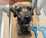 Small American Pit Bull Terrier-Labrador Retriever Mix