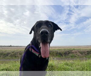 Mutt Dogs for adoption in Houston, TX, USA