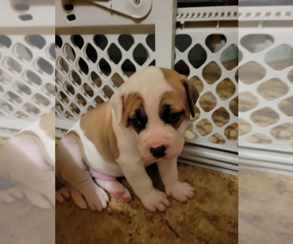 Medium Photo #5 American Bulldog Puppy For Sale in DAVENPORT, IA, USA