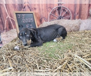 Catahoula Leopard Dog Puppy for sale in CUMBY, TX, USA