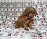 Small #1 Cockapoo (Miniature)