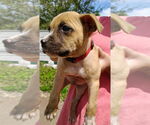 Small #2 Bullboxer Pit