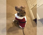 Small Photo #9 Mutt Puppy For Sale in Rockville, MD, USA