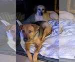 Small #18 Black Mouth Cur Mix