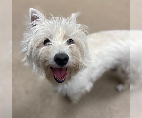 Medium Photo #1 Mutt Puppy For Sale in Aurora, CO, USA