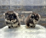 Small #5 Pomeranian
