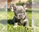 Small Photo #2 French Bulldog Puppy For Sale in OJAI, CA, USA