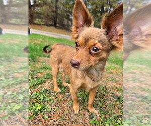 Chihuahua-Unknown Mix Dogs for adoption in Aurora, IN, USA