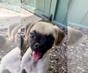 Biscuit - Female Puggle Dog for Adoption - Photo #3