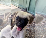Small Photo #3 Puggle Puppy For Sale in Lake Elsinore, CA, USA