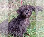 Small #2 Mutt