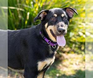 *ROCKET - Male German Shepherd Dog-Unknown Mix Dog for Adoption - Photo #2