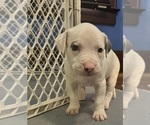 Small Photo #28 American Pit Bull Terrier Puppy For Sale in ZANESVILLE, OH, USA