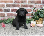 Amber - Female Labrador Retriever Puppy for Sale - Photo #3