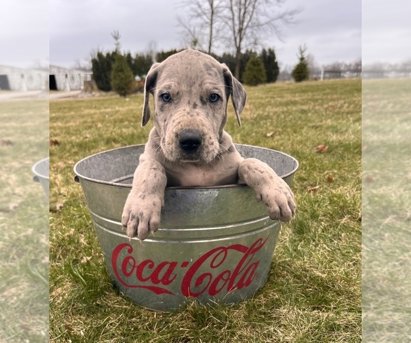 Medium Photo #5 Great Dane Puppy For Sale in MIDDLEBURY, IN, USA