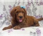 Small Photo #14 Goldendoodle-Poodle (Standard) Mix Puppy For Sale in LAKELAND, FL, USA