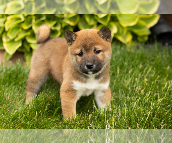 Medium Photo #21 Shiba Inu Puppy For Sale in MILLERSBURG, IN, USA