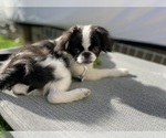Small Japanese Chin