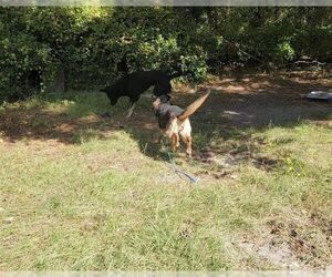 Stella - Female German Shepherd Dog Dog for Adoption - Photo #5