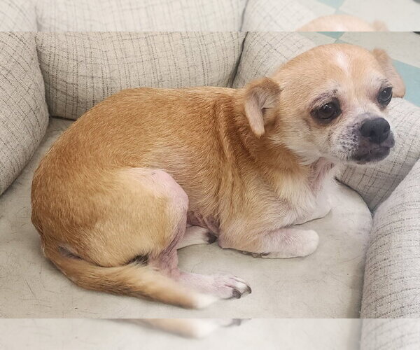 Medium Photo #3 Chihuahua-Unknown Mix Puppy For Sale in Wetumpka, AL, USA