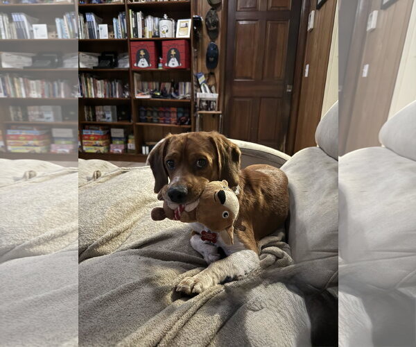 Medium Photo #3 Beagle Puppy For Sale in Tampa, FL, USA