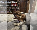 Small #2 Beagle