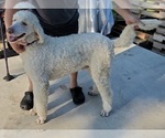 Small Photo #1 Pyredoodle Puppy For Sale in MAGNOLIA, KY, USA