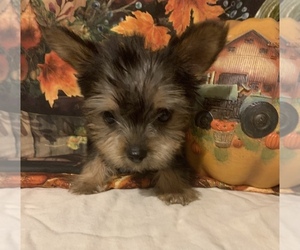 Yorkshire Terrier Puppy for sale in PATRICK SPGS, VA, USA