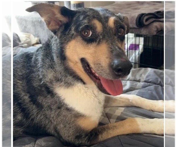 Medium Photo #6 Australian Shepherd-Unknown Mix Puppy For Sale in Minneapolis, MN, USA