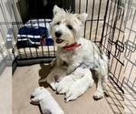 Small #12 West Highland White Terrier