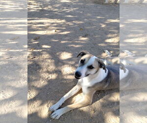 Holly - Female Greyhound-Sloughi Mix Dog for Adoption - Photo #2