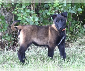 Belgian Malinois Puppy for sale in LA PINE, OR, USA
