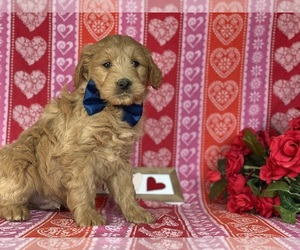 Goldendoodle (Miniature) Puppy for sale in LANCASTER, PA, USA