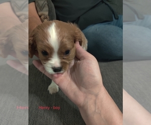 Cavalier King Charles Spaniel Puppy for sale in LOUISVILLE, KY, USA