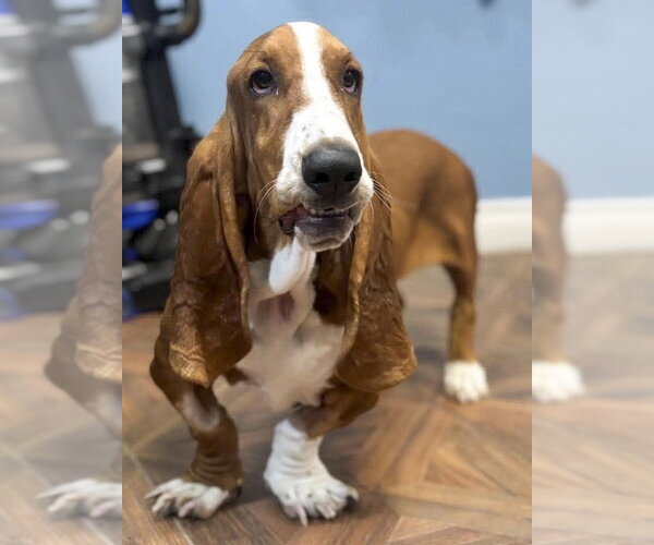 Medium Photo #4 Basset Hound Puppy For Sale in Deepwater, NJ, USA
